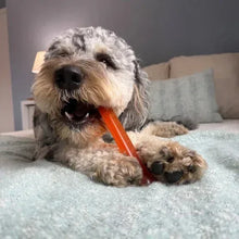 NylaboneFunandFlexiDogToys_3-count2 - Brands For Less USA
