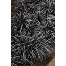 Ophiopogon_BlackMondo_Plant_3-pack1 - Brands For Less USA