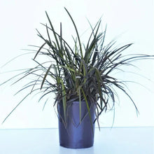 Ophiopogon_BlackMondo_Plant_3-pack2 - Brands For Less USA