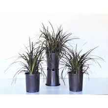 Ophiopogon_BlackMondo_Plant_3-pack - Brands For Less USA