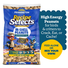 Pennington-In-Shell-Peanuts-Wild6 - Brands For Less USA