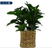 Better Homes & Gardens 13" Artificial Peperomia Plant in Natural Wicker Basket