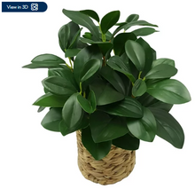 Better Homes & Gardens 13" Artificial Peperomia Plant in Natural Wicker Basket