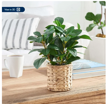Better Homes & Gardens 13" Artificial Peperomia Plant in Natural Wicker Basket