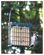 Wildlife Sciences 6 flavor 6 Pack Suet Cakes for Wild Birds