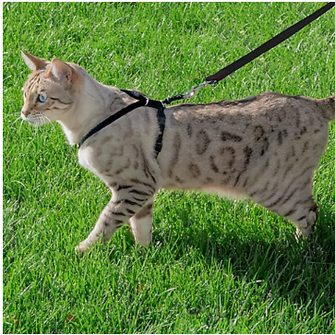 Premier Pet Cat Harness & Leash - Medium