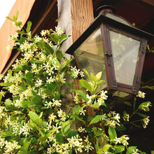 StarJasmineFloweringPlant3Gallon_2-pack7 - Brands For Less USA
