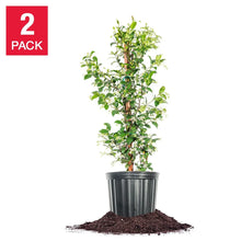 StarJasmineFloweringPlant3Gallon_2-pack - Brands For Less USA