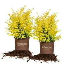 SunshineLigustrum_2-pack1 - Brands For Less USA