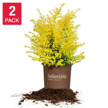 SunshineLigustrum_2-pack - Brands For Less USA