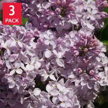 Syringa_MissKim_Lilac_3-pack - Brands For Less USA