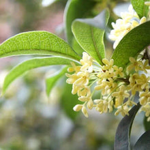 TeaOliveFloweringShrubPlant_2-pack1 - Brands For Less USA