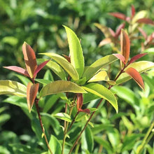 TeaOliveFloweringShrubPlant_2-pack3 - Brands For Less USA