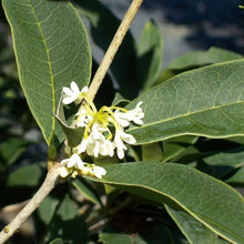 TeaOliveFloweringShrubPlant_2-pack5 - Brands For Less USA