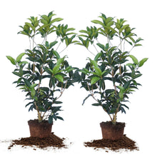 TeaOliveFloweringShrubPlant_2-pack - Brands For Less USA
