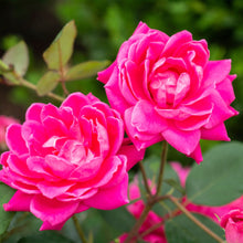 The Knock Out® Family of Roses 'The Pink Double Knock Out® Rose' Live Shrub in Grower Pot