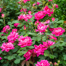 The Knock Out® Family of Roses 'The Pink Double Knock Out® Rose' Live Shrub in Grower Pot