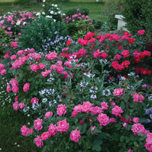The Knock Out® Family of Roses 'The Pink Double Knock Out® Rose' Live Shrub in Grower Pot