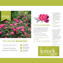 The Knock Out® Family of Roses 'The Pink Double Knock Out® Rose' Live Shrub in Grower Pot