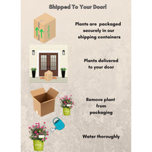 The Knock Out® Family of Roses 'The Pink Double Knock Out® Rose' Live Shrub in Grower Pot