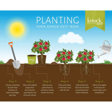 The Knock Out® Family of Roses 'The Pink Double Knock Out® Rose' Live Shrub in Grower Pot