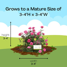 The Knock Out® Family of Roses 'The Pink Double Knock Out® Rose' Live Shrub in Grower Pot