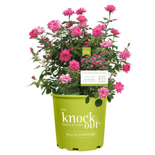 The Knock Out® Family of Roses 'The Pink Double Knock Out® Rose' Live Shrub in Grower Pot