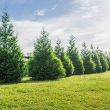 Thuja1-2ft_8-pack1 - Brands For Less USA