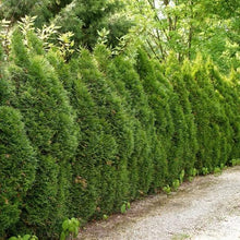 Thuja1-2ft_8-pack2 - Brands For Less USA