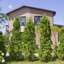 Thuja1-2ft_8-pack3 - Brands For Less USA