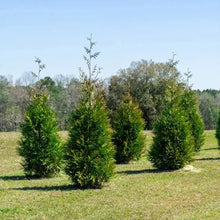 Thuja1-2ft_8-pack4 - Brands For Less USA