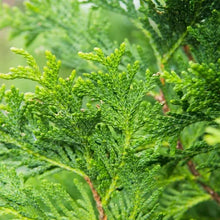 Thuja1-2ft_8-pack5 - Brands For Less USA