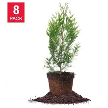 Thuja1-2ft_8-pack - Brands For Less USA