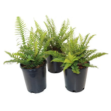 WesternSwordFern_3-pack - Brands For Less USA
