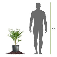 WindmillPalmTree_2-pack1 - Brands For Less USA