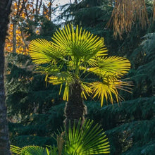 WindmillPalmTree_2-pack2 - Brands For Less USA