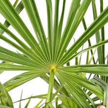 WindmillPalmTree_2-pack3 - Brands For Less USA