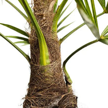 WindmillPalmTree_2-pack4 - Brands For Less USA