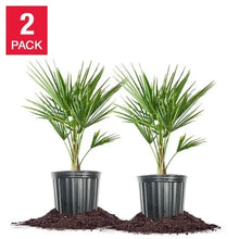 WindmillPalmTree_2-pack - Brands For Less USA