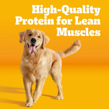 Happy Golden Retriever dog standing with text high-quality protein for lean muscles promoting Pedigree adult dry dog food